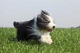 BEARDED COLLIE 128